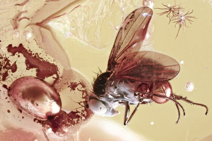 Detailed Fossil Fly in Baltic Amber #346655